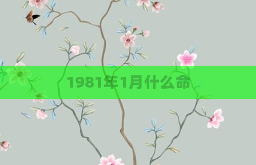 1981年1月什么命