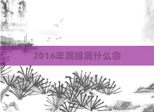 2016年属猴属什么命