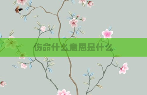 伤命什么意思是什么