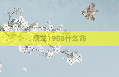 属龙1988什么命