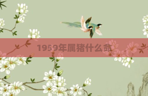 1959年属猪什么命