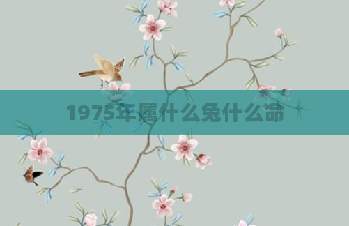 1975年属什么兔什么命