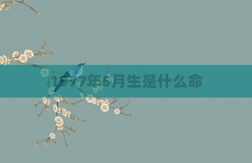1977年5月生是什么命
