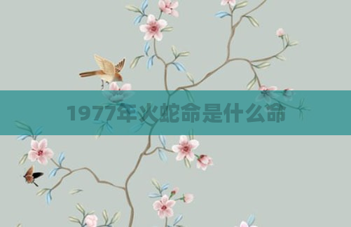 1977年火蛇命是什么命