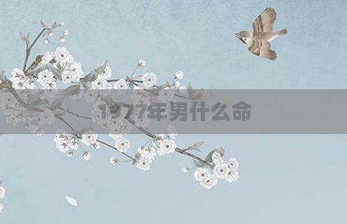 1977年男什么命