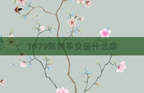1979年的羊女是什么命