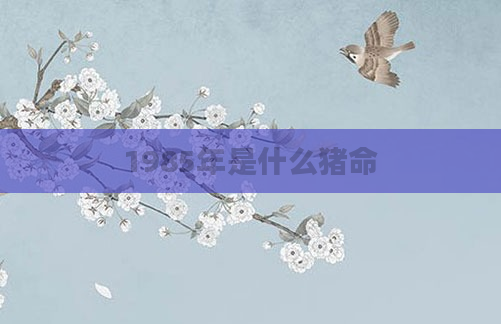 1985年是什么猪命