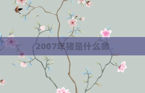 2007年猪是什么命