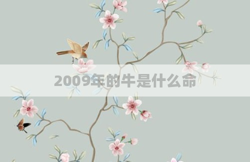 2009年的牛是什么命