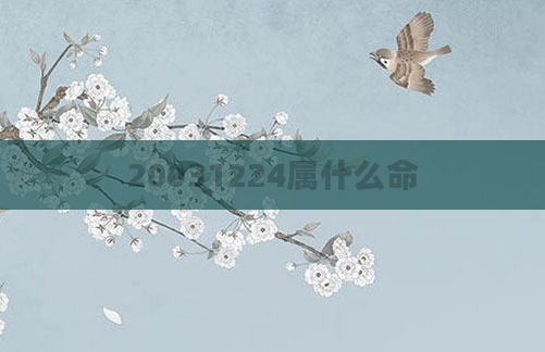 20031224属什么命