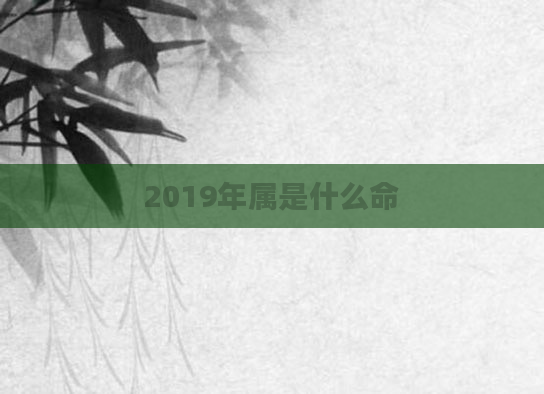 2019年属是什么命