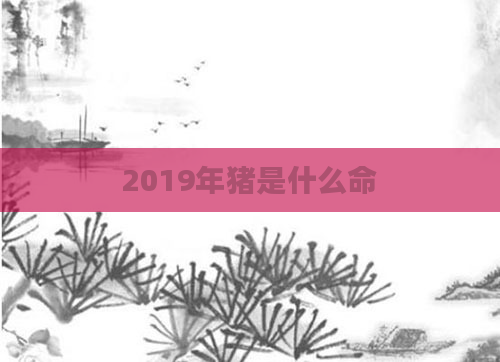 2019年猪是什么命