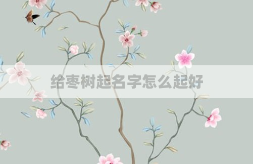 给枣树起名字怎么起好