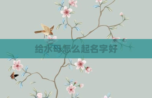 给水母怎么起名字好