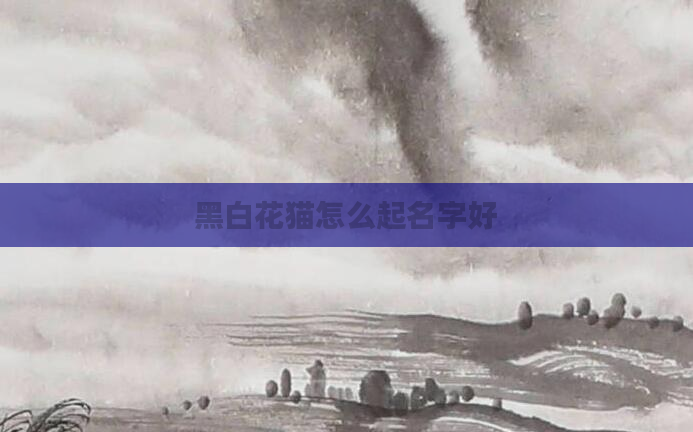 黑白花猫怎么起名字好