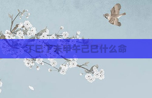 丁巳丁未甲午己巳什么命