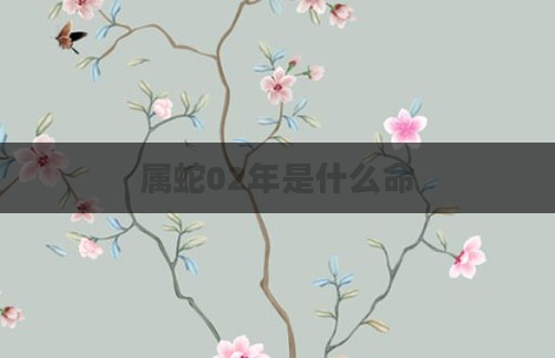 属蛇02年是什么命