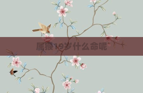 属猴19岁什么命呢