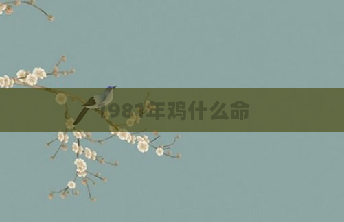 1981年鸡什么命