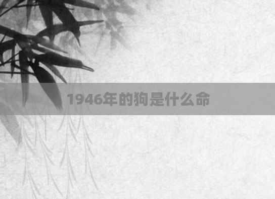 1946年的狗是什么命