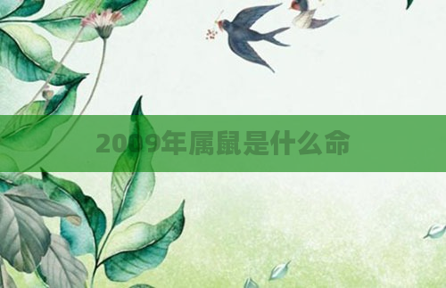 2009年属鼠是什么命