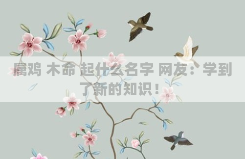 属鸡 木命 起什么名字 网友:学到了新的知识!