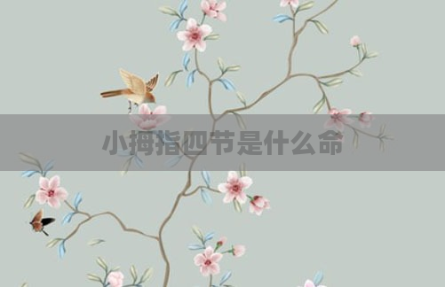 小拇指四节是什么命