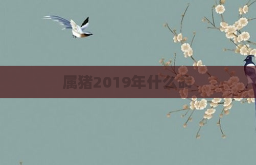 属猪2019年什么命