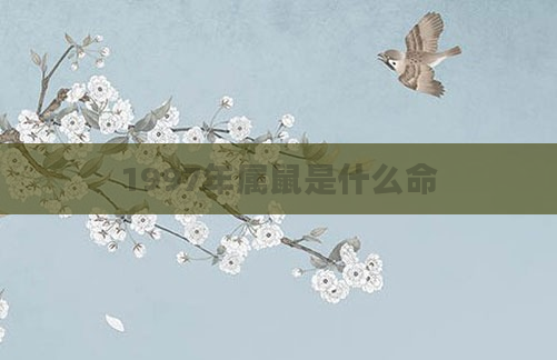 1997年属鼠是什么命