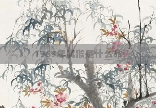 1969年属猴是什么命