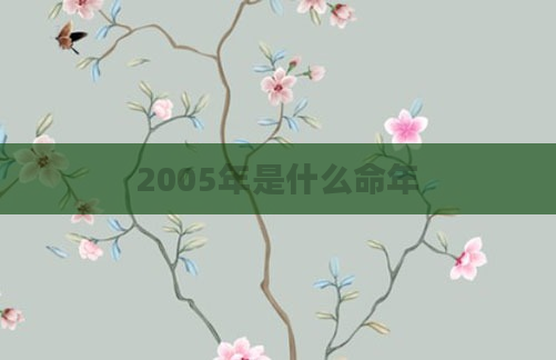 2005年是什么命年